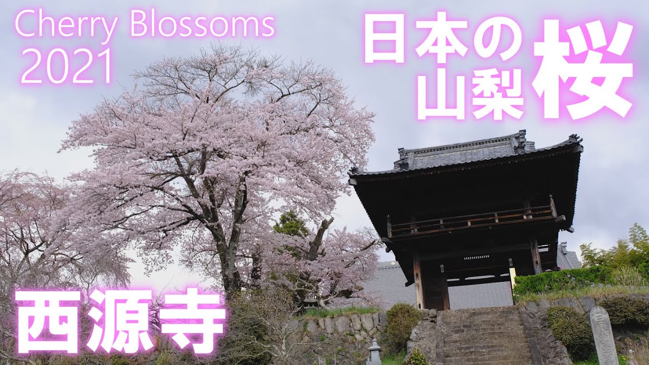 西源寺 山梨県 桜スポット 4K | Saigenji Temple | Cherry