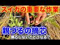 【スイカ】一番最初にやる作業!!〜サラリーマンでも出来る家庭菜園シリーズ〜
