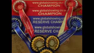 Global Showing - The Online Horse Show Global Showing - The Online Horse Show