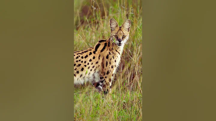 Video 11539761: serval cat, african wild cat