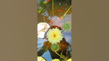 HOA SÚNG VÀNG NỞ TRONG HỒ XI MĂNG NUÔI CÁ BẢY MÀU VÀ CÁ KIẾM KOI SHORT