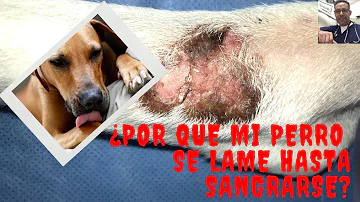 ¿Qué ocurre cuando no acicalas a tu perro?