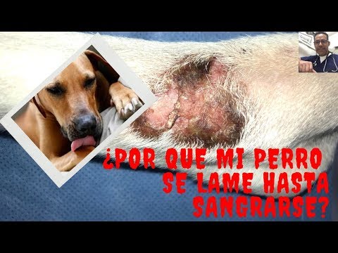 Video: Granuloma Acral Por Lamido En Perros