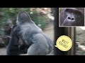 Huge Male Gorilla Chases His Baby So Fast ! | the Momotaro Family | Kyoto Zoo