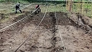 Marking Of Land and Ridge Making For 1 Hectare Tomato and Pepper Production #cropproduction #farming