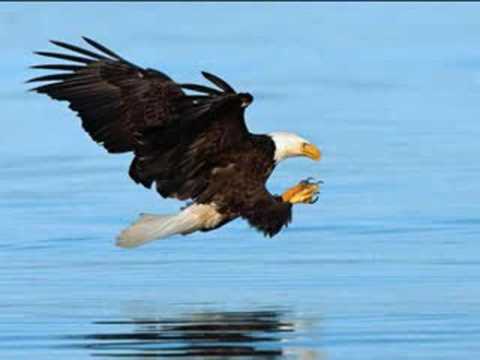 Golden Feather Video
