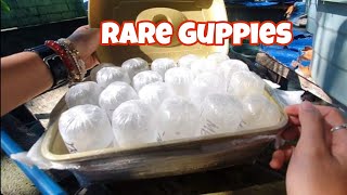 Unboxing 20 New Guppies