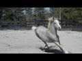 Arabian Horses Leaping for Joy (Black Beauty Soundtrack)