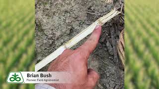 Diplodia Stalk Rot