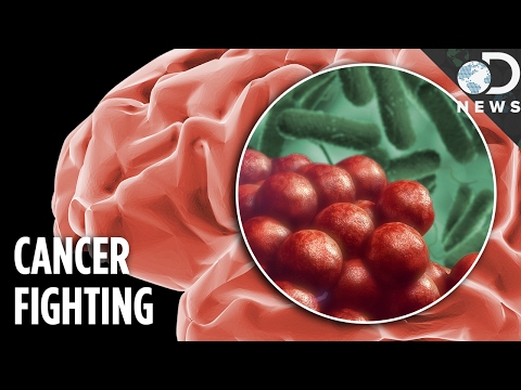 Video: Scientists Have Programmed Salmonella To Devour Brain Tumors - Alternative View