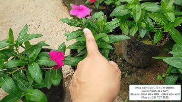 Phân biệt dừa cạn ta, dừa cạn Thái, dừa cạn đứng, dừa cạn rủ