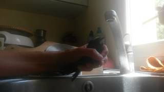Nourrir Un Martinet