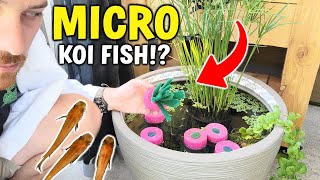 Are These Really Micro Koi Fish!? Best Outdoor Fish For Beginners!