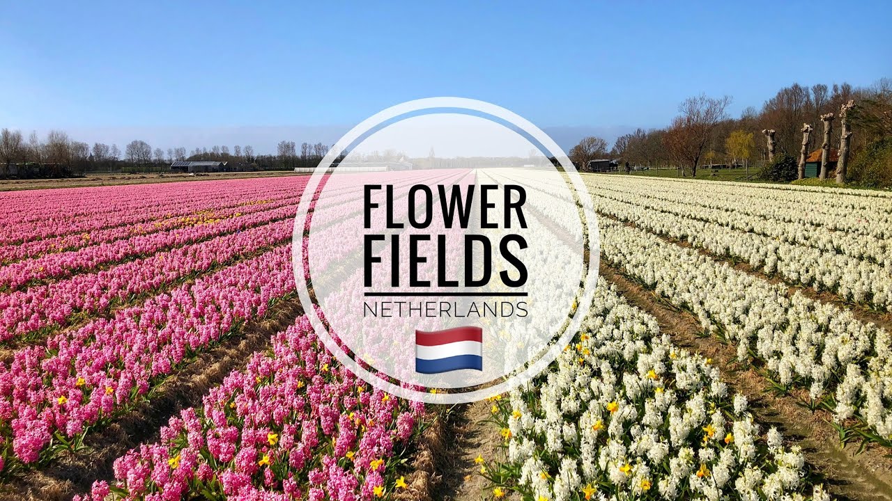 Flower fields, Voorhout & Hillegom, Netherlands 🇳🇱 April 2023 - Walking ...