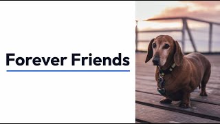 Forever Friends: Building Bonds That Last | Forever Friends Adventures: Tales of Forever Friends