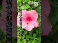 花園女王｜扶桑/朱槿的主題花園｜Chinese Hibiscus｜China Rose