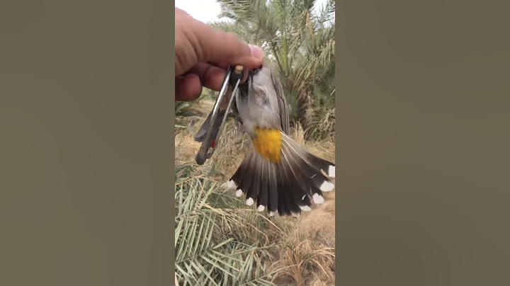 صيد البلابل لؤي العزاوي