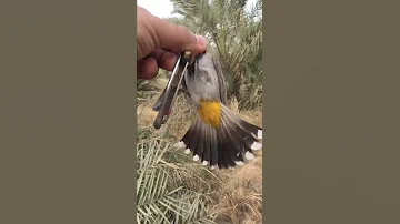 صيد البلابل لؤي العزاوي 