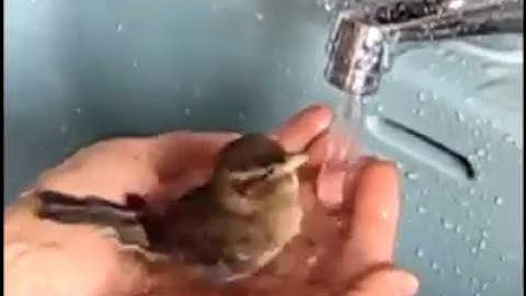 Finches having a bath Bird baths in hands