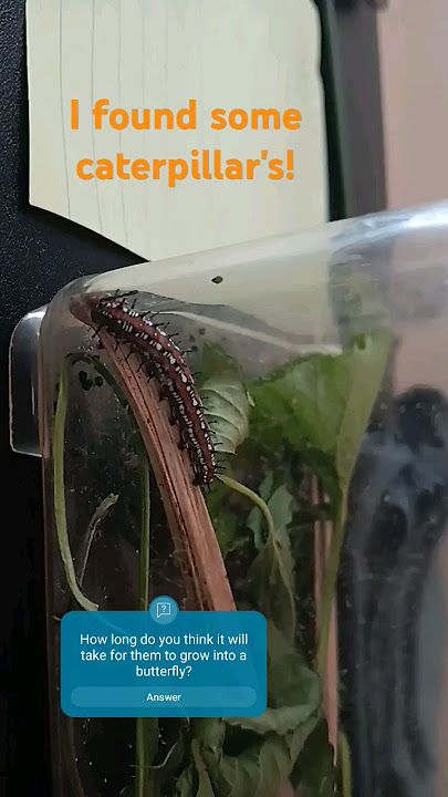 Day one! Caterpillar's 🐛