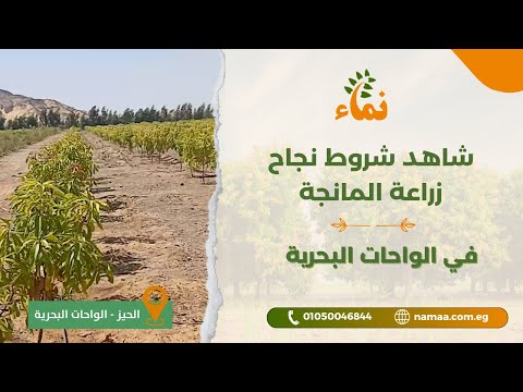 شاهد شروط نجاح زراعة المانجة فى الواحات البحرية