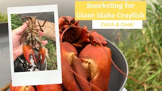 CRAZY Idaho Crayfish - Snorkeling for Giant Crawdads - Catch & Cook!!!