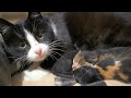 Homeless Cat Gave Birth To Three Kittens In A Dirty Basement | Episode 2