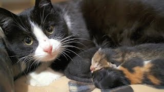 Homeless Cat Gave Birth To Three Kittens In A Dirty Basement | Episode 2