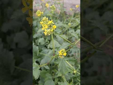 نبات بري الخردل 