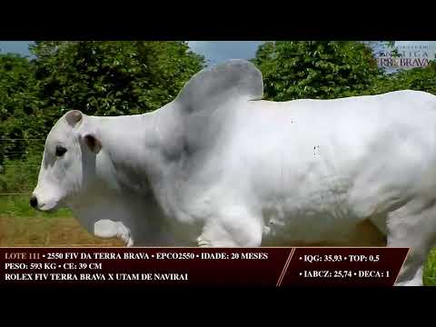 LOTE 111   EPCO 2550