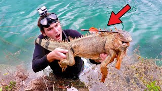 RESCUING IGUANA FOUND SHOT BY BOW N’ ARROW ! CAN WE SAVE HIM ?!