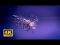 The Best 4K Stunning and beautiful fishes | Rare &amp; Colorful in 4k Ultra hd
