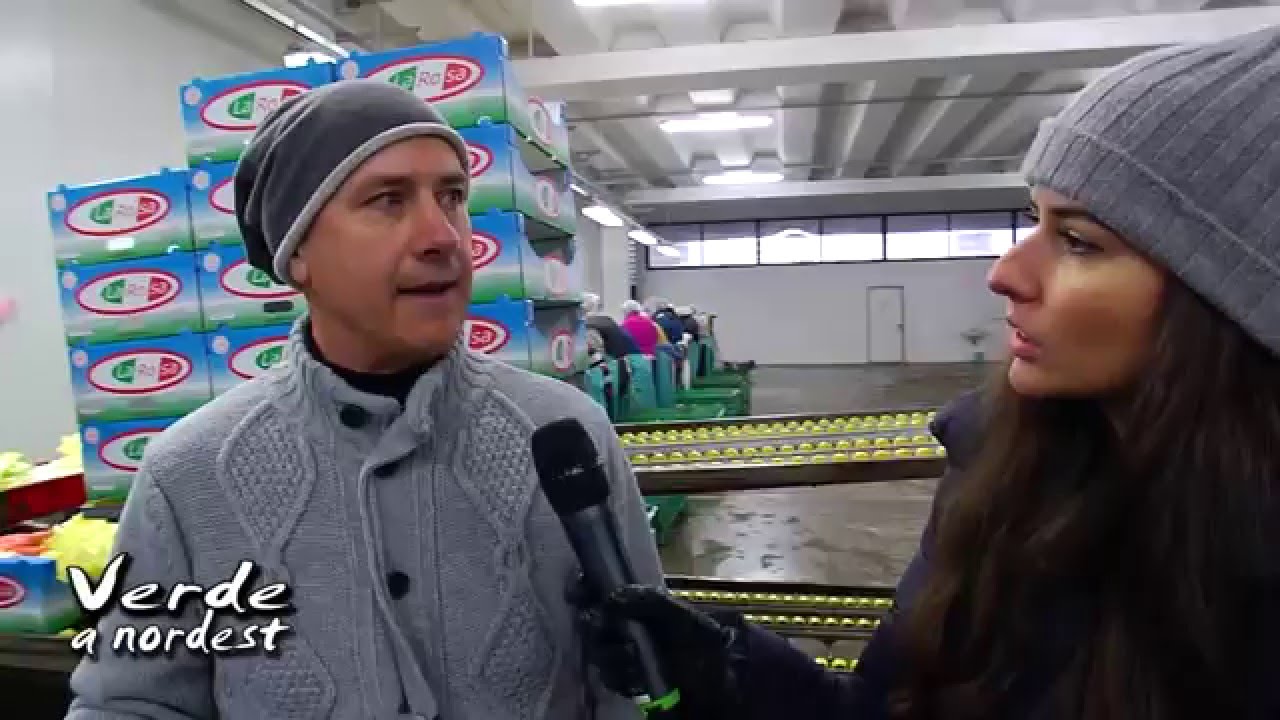 La lavorazione dei radicchi