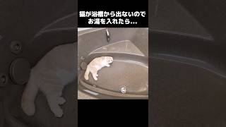 猫が浴槽から出てくれないのでそのままお湯を入れたら...笑#shorts