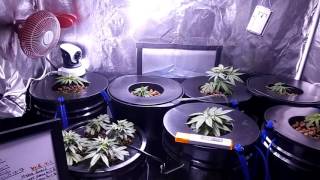 Season 4 update on DWC system. Its FUN ☺