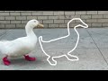 Aperu de la tendance et comment le faire running duck viral tiktok tendance et tutoriel ddition