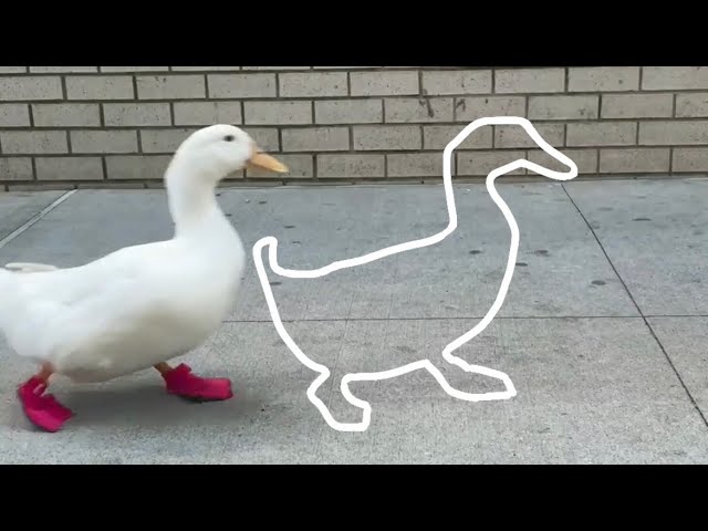 What are Paper Ducks? Viral trend of homemade ducks sweeping TikTok -  Dexerto