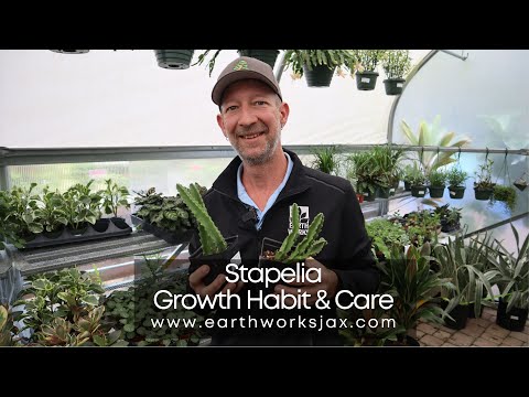 Video: Stapelia: home care, reproduction, types and photos