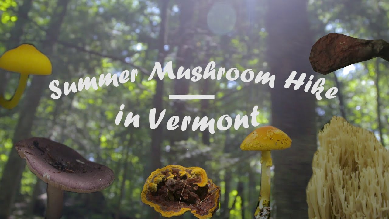 Summer Mushroom Forage -  IDing Fungi in Vermont