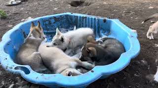 Puppies playing