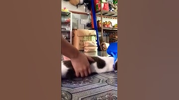 Lazy cat | lazy cat funny videos | lazy cats Compilation #animalshorts #shorts #lazycat #funnyvideo