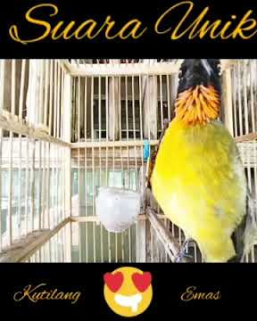 Suara Unik Kutilang Emas Gacor #shorts