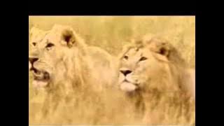 Mt Sinai Choir Yobo  Video