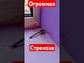 Она Залетела к Нам #влог