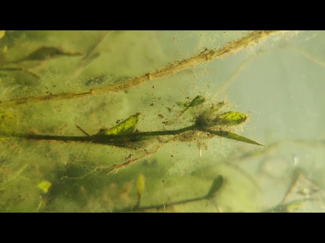 Oneplus 8 pro underwater Clearance
