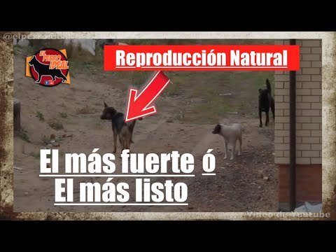 Video: Apareamiento En Perros