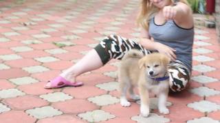 Акиты из питомника. Акиты из питомника.