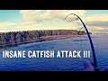 Insane catfish attack in the surface 