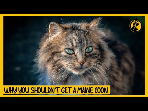 Video: Maine Coon Katės: sveikatos problemos savininkai turi žinoti