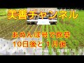 【美善/BIZEN】水田除草あめんぼ号、除草10日後と１ヶ月後の様子